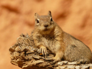 ground-squirrel