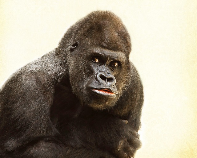 gorilla-448731_640